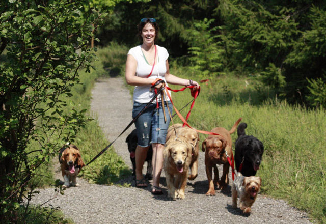 Member Profile: Dog Walker